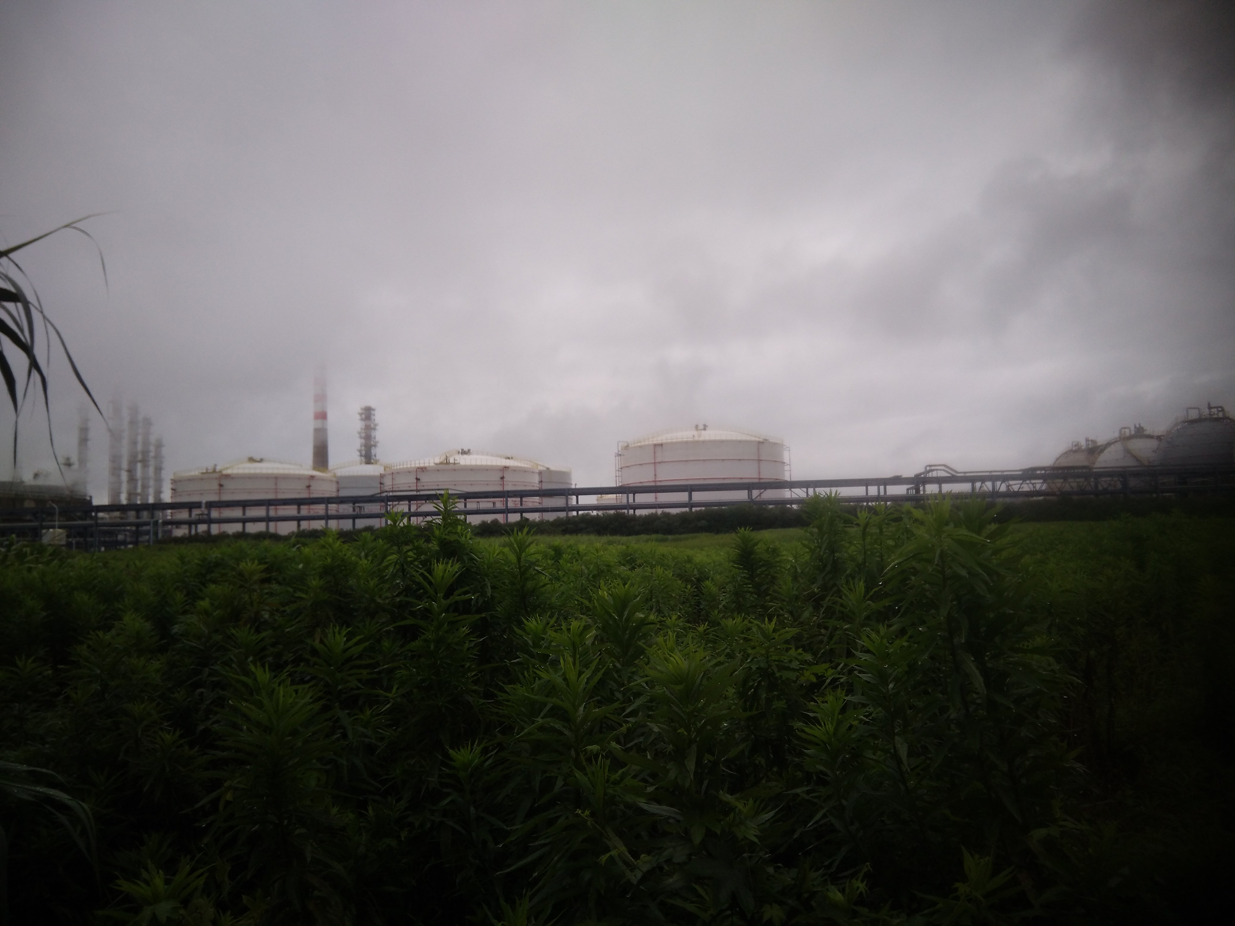 1728624974332.jpg 北面罐區.jpg